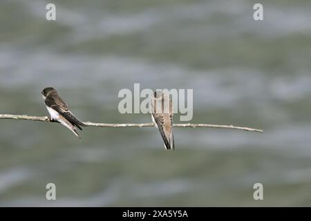 Uferschwalbe riparia riparia thront in der Nähe von Nest site Stockfoto