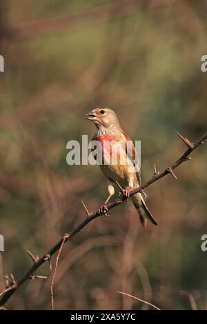 Gemeinsame hänfling Carduelis cannabina Männchen auf dem Dornbusch in der Nähe von Ungarn Tiszaalpar gehockt Stockfoto