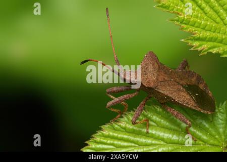 Eine Nahaufnahme von Dock Bug (Coreus marginatus) auf einem Blatt vor einem leuchtend grünen Hintergrund Stockfoto