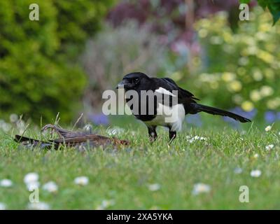 Gemeine Elster Pica pica Fütterung an einem toten Jungvogel gemeine Amsel auf einem Gartenrasen, Ringwood, Hampshire, England, Vereinigtes Königreich, Mai 2020 Stockfoto