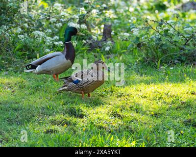 Stockenten Anas platyrhynchos paaren sich auf Grasland neben Avon Water Stream, Wootton, New Forest National Park, Hampshire, England, Großbritannien, Mai 2020 Stockfoto