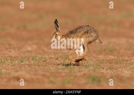Brauner Hase läuft Stockfoto