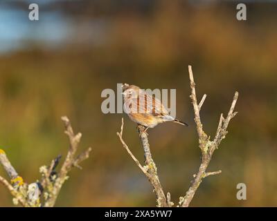 Gemeines Linnett Carduelis cannabina Weibchen auf toter Vegetation neben Hurst Spit, Keyhaven, Hampshire, England, Großbritannien, Dezember 2020 Stockfoto