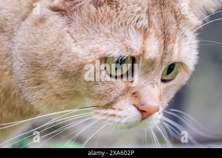 Nahaufnahme des Mauls einer jungen Ingwerkatze Stockfoto