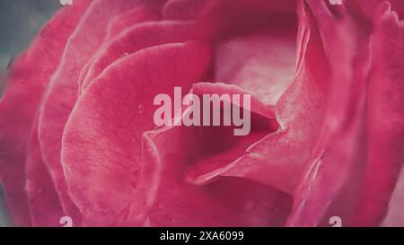 Eine Nahaufnahme einer wunderschönen rosa Rose Stockfoto