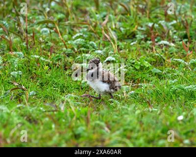 Northern Lapwing Vanellus Vanellus Küken in einer feuchten Wiese, Balnarald RSPB Reserve, Äußere Hebriden, Schottland, Vereinigtes Königreich, Mai 2022 Stockfoto