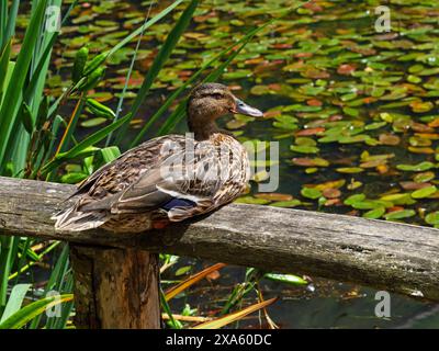 Stocktier Anas platyrhynchos Weibchen auf einer Zaunschiene neben einem Teich, Furzey Gardens, New Forest National Park, Hampshire, England, Großbritannien, Juli 2022 Stockfoto