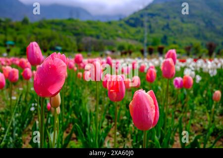 Leuchtend pinkfarbene Tulpen blühen auf einem Feld Stockfoto