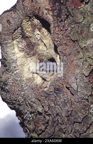 Eurasischer Nuthatch Sitta europaea Youngster, der aus dem Nestloch in der Nähe von Rhayader Powys Wales blickt Stockfoto