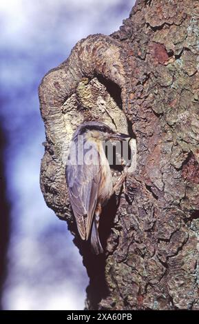 Eurasische Nuthatch Sitta europaea im Nest mit Jungen in der Nähe von Rhayader Powys Wales Stockfoto