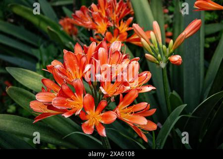 Die orangefarbenen Lilienblüten umgeben von leuchtend grünen Blättern in einem Garten. Stockfoto