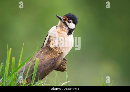 Weiblicher Großspecht, Dendrocopos Major Stockfoto