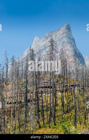 Tote Bäume von Waldfeuer, Glacier National Park, Montana, USA Stockfoto