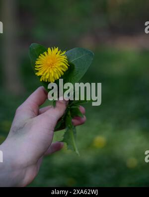 Eine Hand, die einen Löwenzahn für eine Nahaufnahme hält Stockfoto