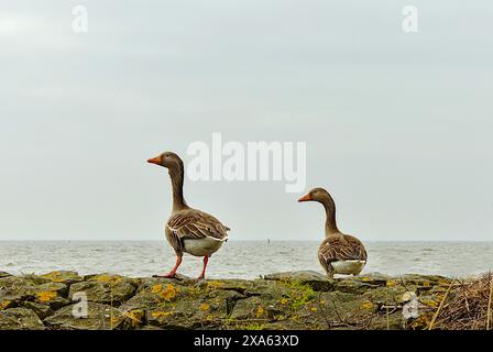 Die beiden Gänse spazieren auf einer Steinmauer neben dem Wasser. Stockfoto