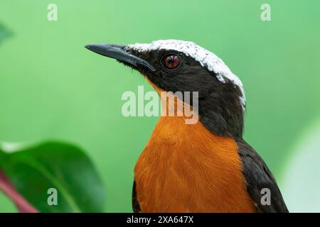 Weißgekrönter robin-Chat, Cossypha albicapillus Stockfoto