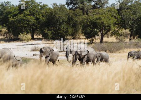 Eine Elefantenherde, die auf einer grasbewachsenen Wiese mit Bäumen im Hintergrund schlendert. Stockfoto