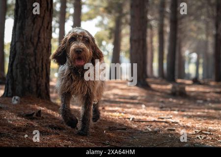 Ein Spinone-Hund, der in einem Wald steht, umgeben von Bäumen Stockfoto