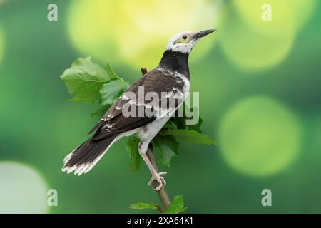 Schwarzer Star, Gracupica nigricollis Stockfoto