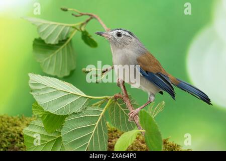 Blaugeflügelte Minla, Actinodura cyanouroptera Stockfoto