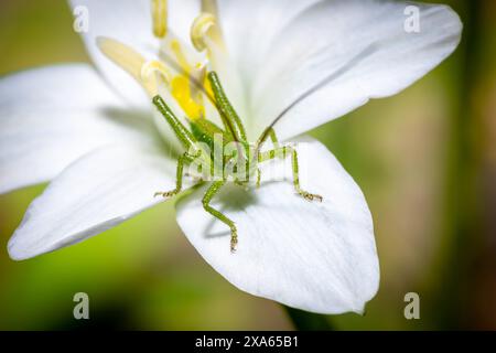 Eine Nahaufnahme eines grünen Grashüpfers, der auf einer weißen Blume sitzt Stockfoto