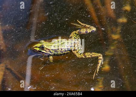 Ein grüner Frosch (Pelophylax esculentus) schwimmt im Wasser Stockfoto