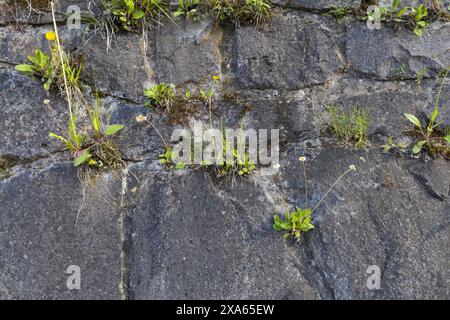 Foto einer dunkelgrauen Steinmauer mit Rissen, durch die kleine grüne Pflanzen gekeimt sind Stockfoto