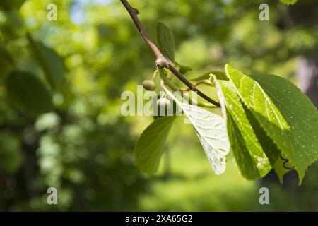 Nahaufnahme eines Kiwi-Zweiges mit Blättern und kleinen jungen unreifen Früchten auf grünem, verschwommenem Hintergrund, Naturdetails am wolkigen Sommerlicht Stockfoto