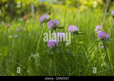 Nahaufnahme einer Gruppe von Kleeblumen in einem grünen Grasfeld auf verschwommenem Hintergrund, Naturdetails an einem Sommertag Stockfoto