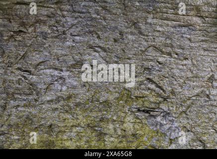 Foto einer dunkelgrauen Holzstruktur mit Flecken von grünem Moos Stockfoto