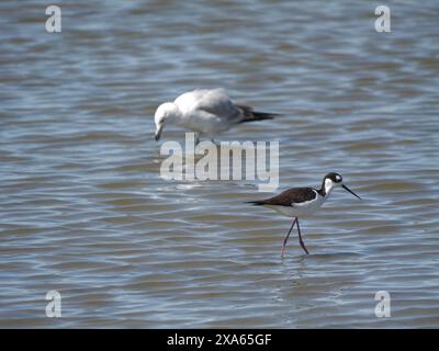 Eine Möwe und Schwarzhals-Stelzenvögel, die bei Ebbe am Ufer auf der Suche sind. Stockfoto