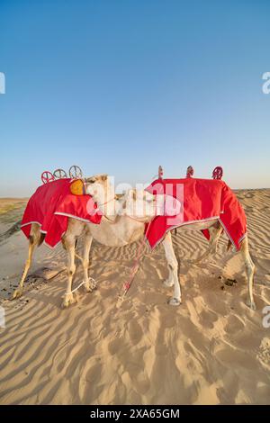 Die beiden Kamele in roten Decken, die in Sanddünen spazieren. Stockfoto