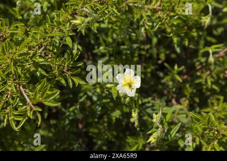 Foto einer winzigen gelben weißen Blume im Fokus auf einem verschwommenen grünen Hintergrund Stockfoto