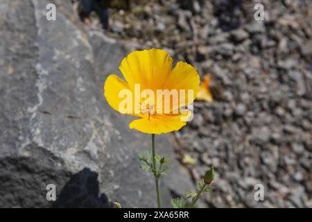 Nahaufnahme einer gelben kalifornischen Mohnblume im Fokus auf verschwommenem Steinhintergrund Stockfoto