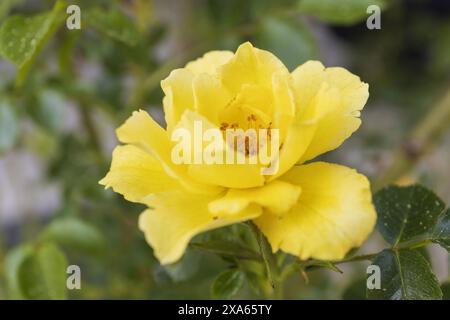 Nahaufnahme einer blühenden gelben Rose auf einem Zweig mit grünen Blättern und Knospen an bewölktem Sommertag Stockfoto