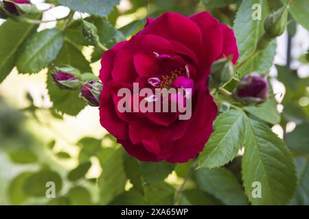 Nahaufnahme einer blühenden roten Rose auf einem Zweig mit grünen Blättern und Knospen am sonnigen Sommertag Stockfoto