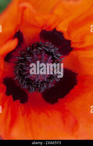 Makrofotografie eines roten Mohnblumenkampfs und Blütenblätter in Nahaufnahme Stockfoto