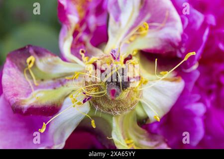 Makrofotografie einer blühenden rosafarbenen Pfingstrosenblüte auf einem unscharfen Hintergrund Stockfoto
