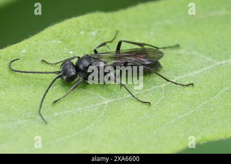 Natürliche Nahaufnahme einer dunkelschwarzen europäischen Spinnentötungswespe, Auplopus carbonarius, auf einem grünen Blatt sitzend Stockfoto