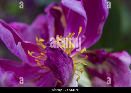 Makrofotografie einer blühenden Pfingstrose mit hellrosa Blüten und gelben Staubblättern Stockfoto