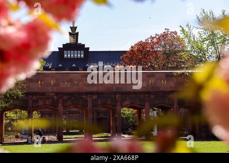 Erleben Sie die bezaubernde Schönheit der Kirschblüten in voller Blüte vor dem GRASSI-Museum am Johannisplatz, Leipzig. Diese fesselnden Bilder sh Stockfoto