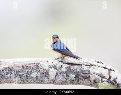 Rauchschwalbe Stockfoto