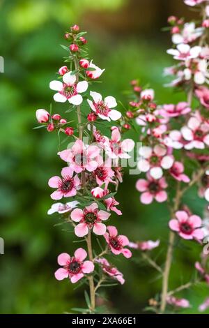 Eine Nahaufnahme der Blumen eines Teebaumes (Melaleuca alternifolia) auf dem unscharfen Hintergrund Stockfoto