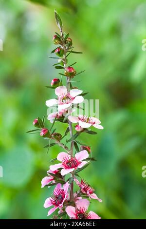 Eine Nahaufnahme der Blumen eines Teebaumes (Melaleuca alternifolia) auf dem unscharfen Hintergrund Stockfoto