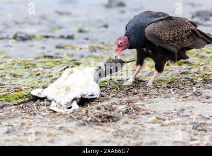 Truthahngeier Isst Toten, Gemeinen Loon Stockfoto