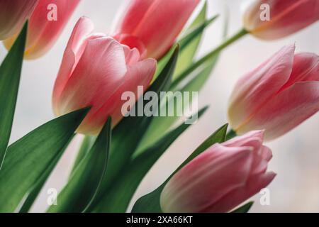 Eine Nahaufnahme mehrerer rosafarbener Tulpen in einer Vase Stockfoto