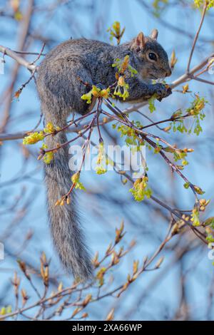 Ein östliches graues Eichhörnchen (Sciurus carolinensis) sitzt in einem Ahornbaum und greift die Knospen neuer Blätter, während es sich ernährt. Stockfoto