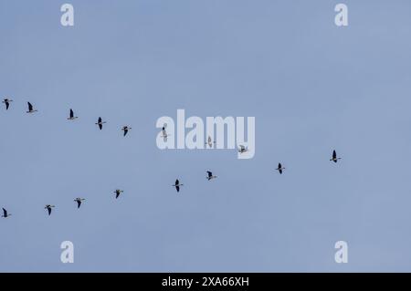 Eine Vogelschar, die im Einklang durch den Himmel schweben Stockfoto