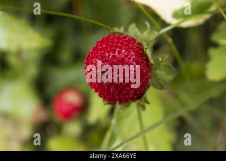 Nahaufnahme einer roten Erdbeere auf einem Stiel auf einem verschwommenen grünen Hintergrund Stockfoto