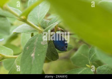 Nahaufnahme einer reifenden Beere auf einem Zweig einer blauen Geißblatt auf grünem Hintergrund Stockfoto